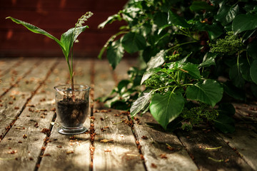 May lily of the valley on the forest terrace © Artur