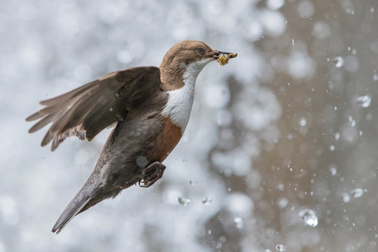 Wasseramsel