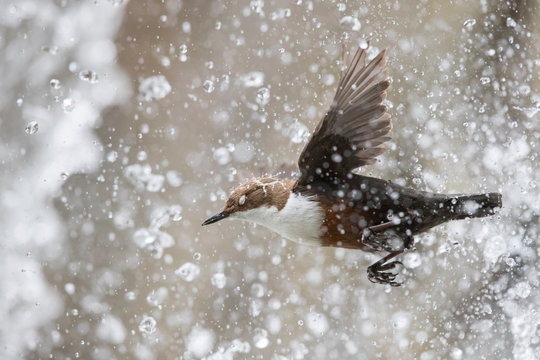 Wasseramsel