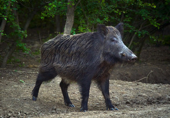 Dominant wild boar