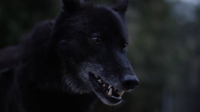 Schwarzer Wolf Z&auml;hne fletschend im Wald in Slow Motion gefilmt mit RED Scarlet-W