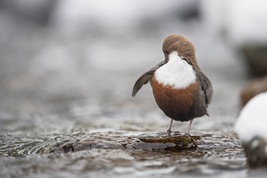 Wasseramsel