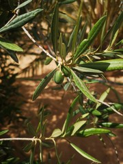 Fototapeta na wymiar olive tree branch
