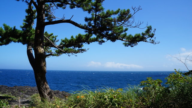 松と海 © n.hiroko