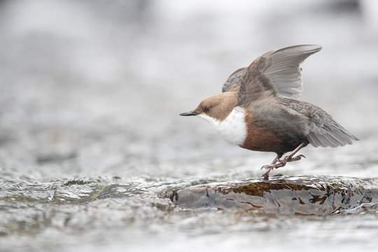 Wasseramsel