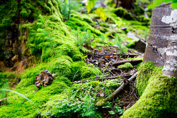 Old fallen mushroom under the moss covered tree trunks