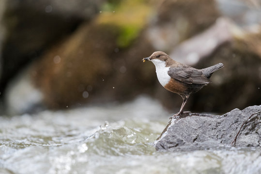 Wasseramsel