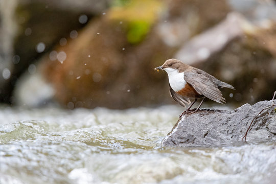 Wasseramsel
