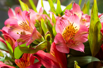 Alstroemeria, commonly called the Peruvian lily or lily of the Incas, is a genus of flowering plants in the family Alstroemeriaceae. Close up shot of the tender pink bouquet with bright green leaves.
