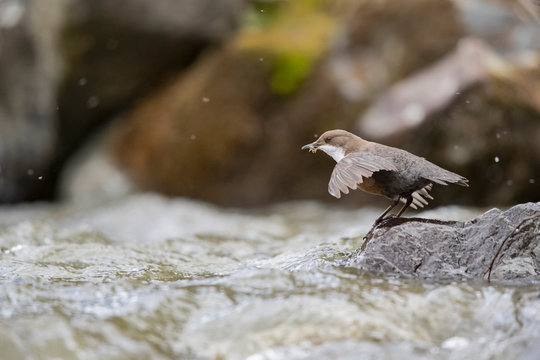 Wasseramsel