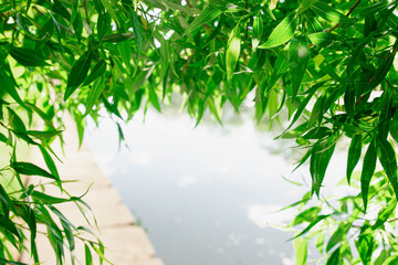 Obraz premium green tree leaves on a sunny day, background for natural concepts.