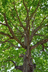 Obraz premium Big oak tree seen from below