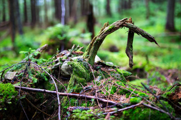 Old fallen tree covered with moss in a coniferous forest