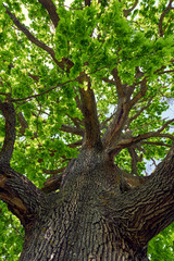 Big oak tree seen from below
