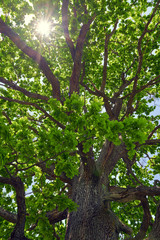 Fototapeta premium Big oak tree seen from below