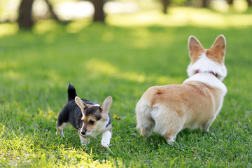 Red and Black Tricolour Cardigan Welsh Corgi Pembroke Cardigan play on grass with her puppies 