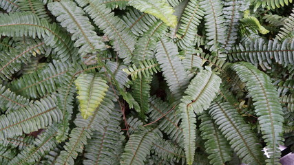 シダ植物