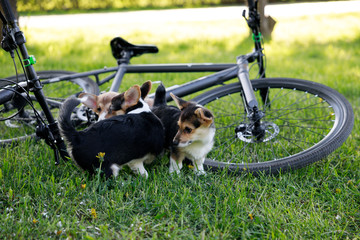 Puppy Welsh Corgi Pembroke in Park