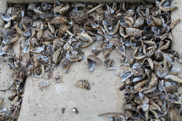 The river mussels. Nature