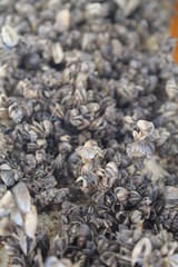 The river mussels. Nature