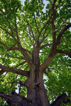 Big oak tree seen from below