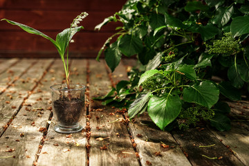 May lily of the valley on the forest terrace © Artur