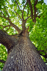 Big oak tree seen from below - obrazy, fototapety, plakaty