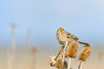 Corn bunting Emberiza calandra perched on a branch