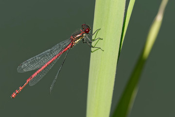 Adonislibelle