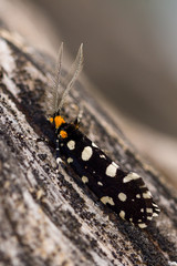 Euplocamus anthracinalis is a species of tineoid moth.