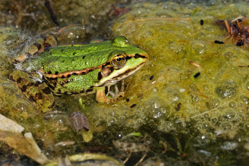  Kleiner Wasserfrosch im Teich