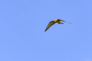 European common Kestrel in flight, (Falco tinnunculus)