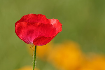 Mohn auf der Wiese