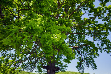 Fototapeta premium Big oak tree seen from below