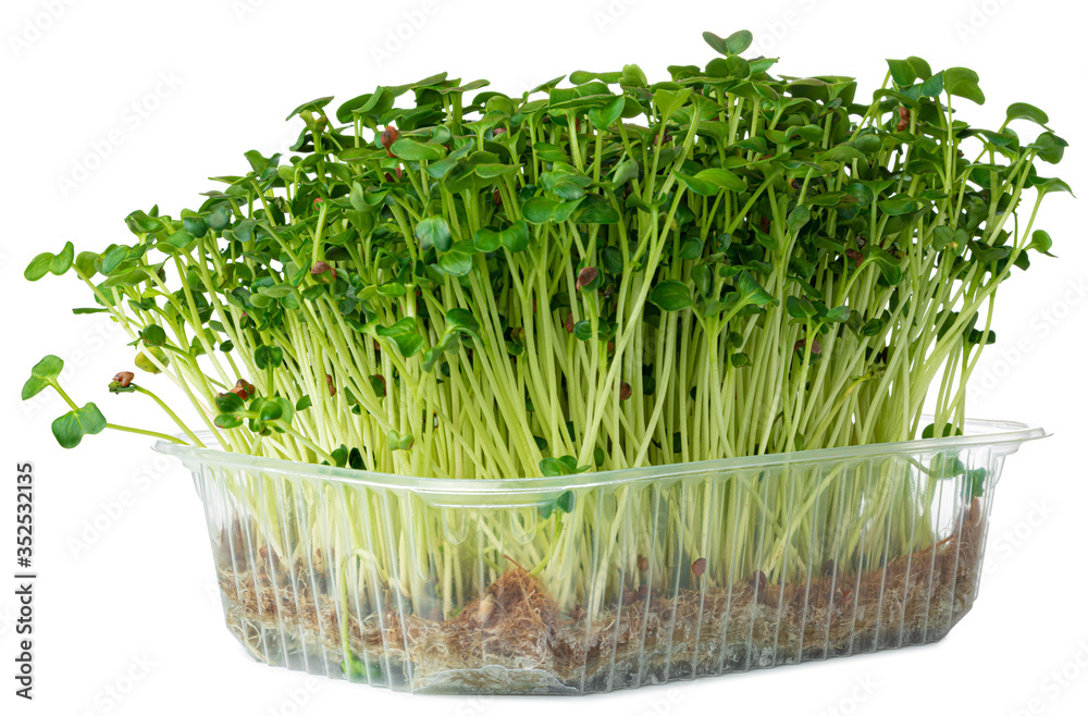 Wall mural Radish daikon micro green sprouts isolated on white