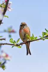 A Linnet, or common Linnet, (Linaria cannabina), male, perched on a branch