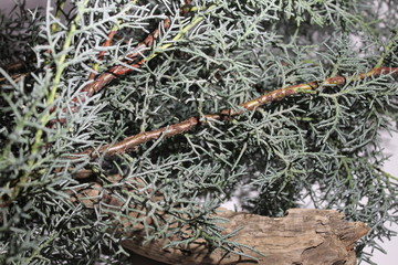 sapin bleu zoon branche bois