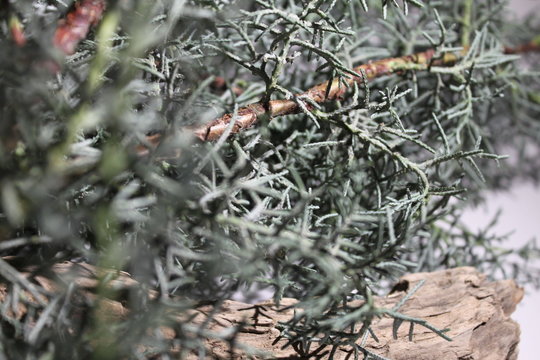 sapin bleu zoon branche bois