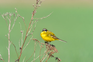 Bird - Yellow Wagtail (Motacilla flava) male, spring time
