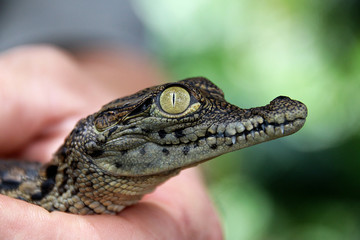 Little crocodile