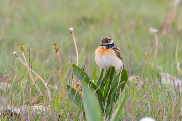 Whinchat in natural habitat (saxicola rubetra)
