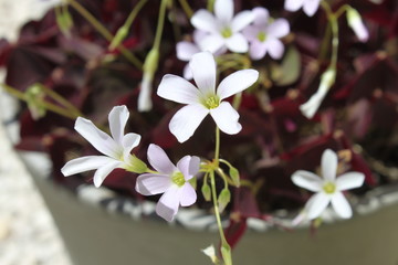 trefle violet fleurs
