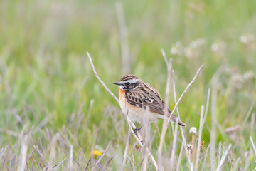 Whinchat in natural habitat (saxicola rubetra)