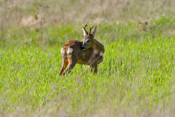 Roe deer buck with pieces of winter fur in spring grass and flowers, Capreolus capreolus