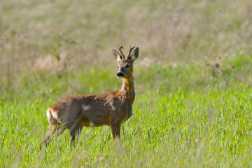 Roe deer buck with pieces of winter fur in spring grass and flowers, Capreolus capreolus
