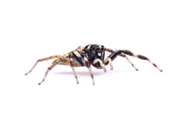 Obraz premium jumping spider isolated on white background.