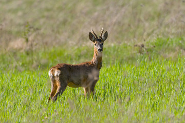 Roe deer buck with pieces of winter fur in spring grass and flowers, Capreolus capreolus
