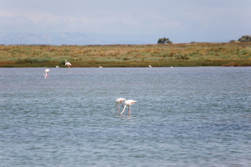 Flamingos in the beautiful camargue nature reserve in France 