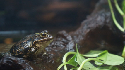 カエル