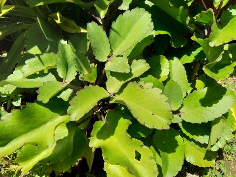 Patharkuchi Images – Browse 70 Stock Photos, Vectors, and Video | Adobe ...